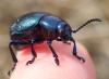Timarcha goettingensis